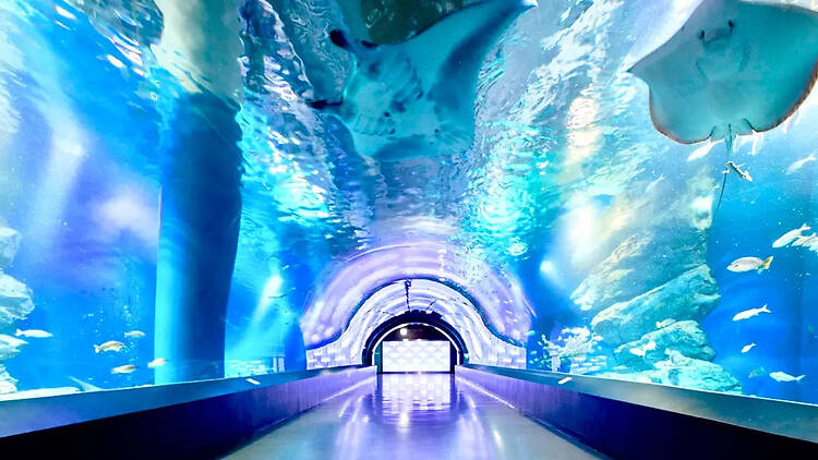 アクアバレンタインウィーク