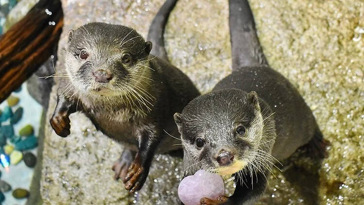 アクアバレンタインウィーク