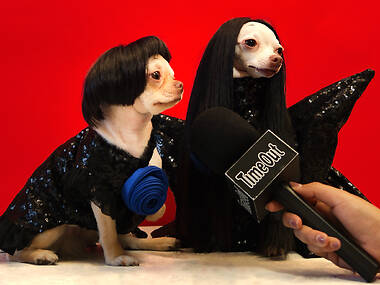 ‘คิ้ว’ คือมงกุฎ ‘ชุด’ คือชีวิต เซเลบสี่ขา แคสเปอร์ & แคลอรี่ น้องหมาผู้สร้างมีมดังทั่วโซเชียล ‘คิ้ว’ คือมงกุฎ ‘ชุด’ คือชีวิต เซเลบสี่ขา แคสเปอร์ & แคลอรี่ น้องหมาผู้สร้างมีมดังทั่วโซเชียล