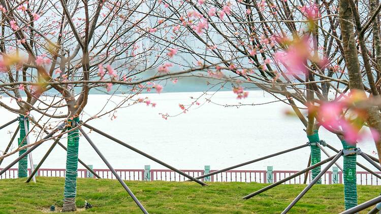 東涌機場櫻花園櫻花2026