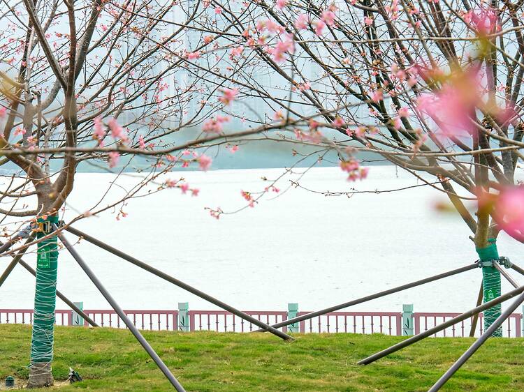 東涌機場櫻花園櫻花2026