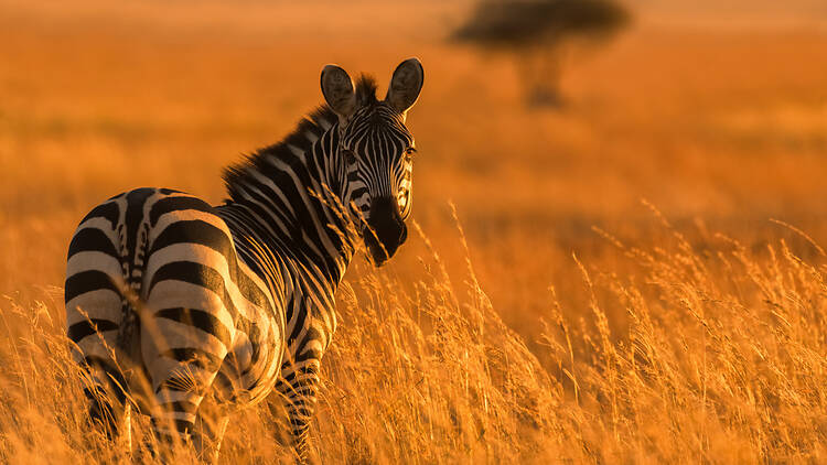 Botha's Hill: PheZulu Safari Park