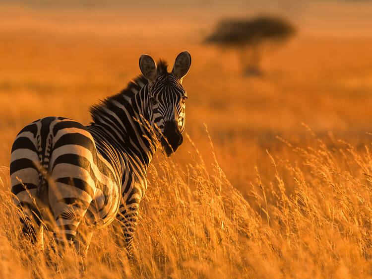 Botha's Hill: PheZulu Safari Park