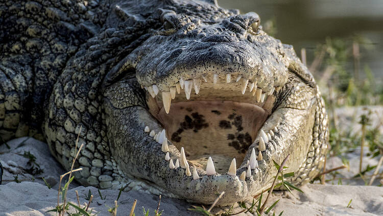 Scottburgh: Crocworld