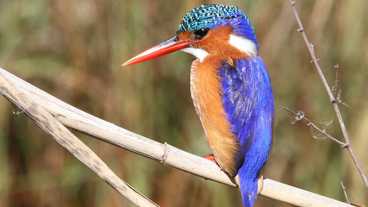 Malachite Kingfisher, Alcedo cristata at Marievale Nature Reserve