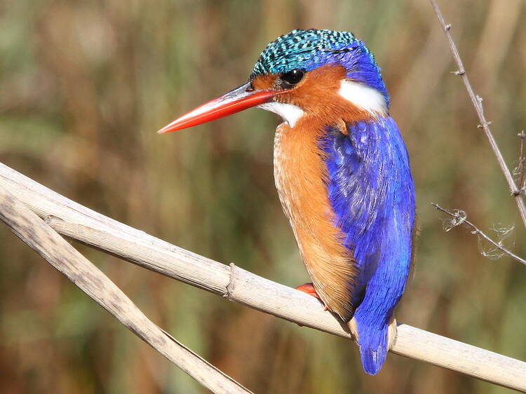 Beyond the concrete: 3 wetland sanctuaries to discover in Johannesburg
