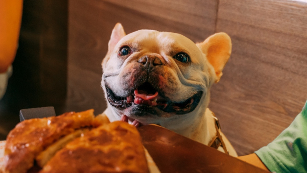 Hong Kong to approve first dog-friendly restaurant permits by mid-2026