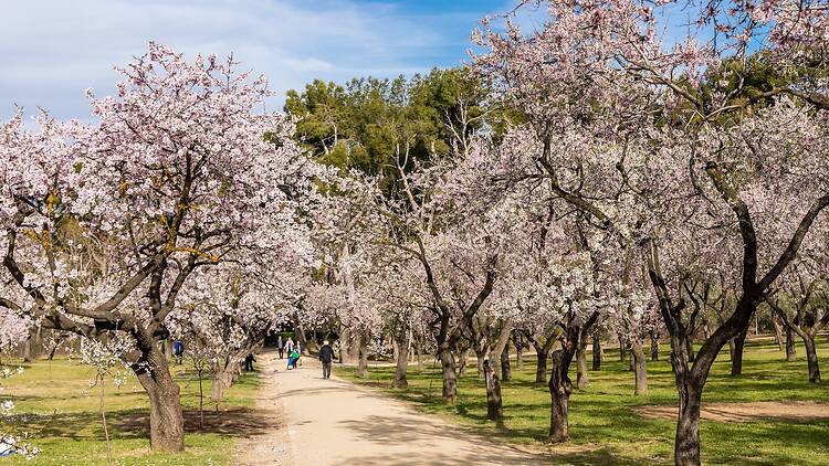 Ver los primeros almendros en flor sin salir de Madrid