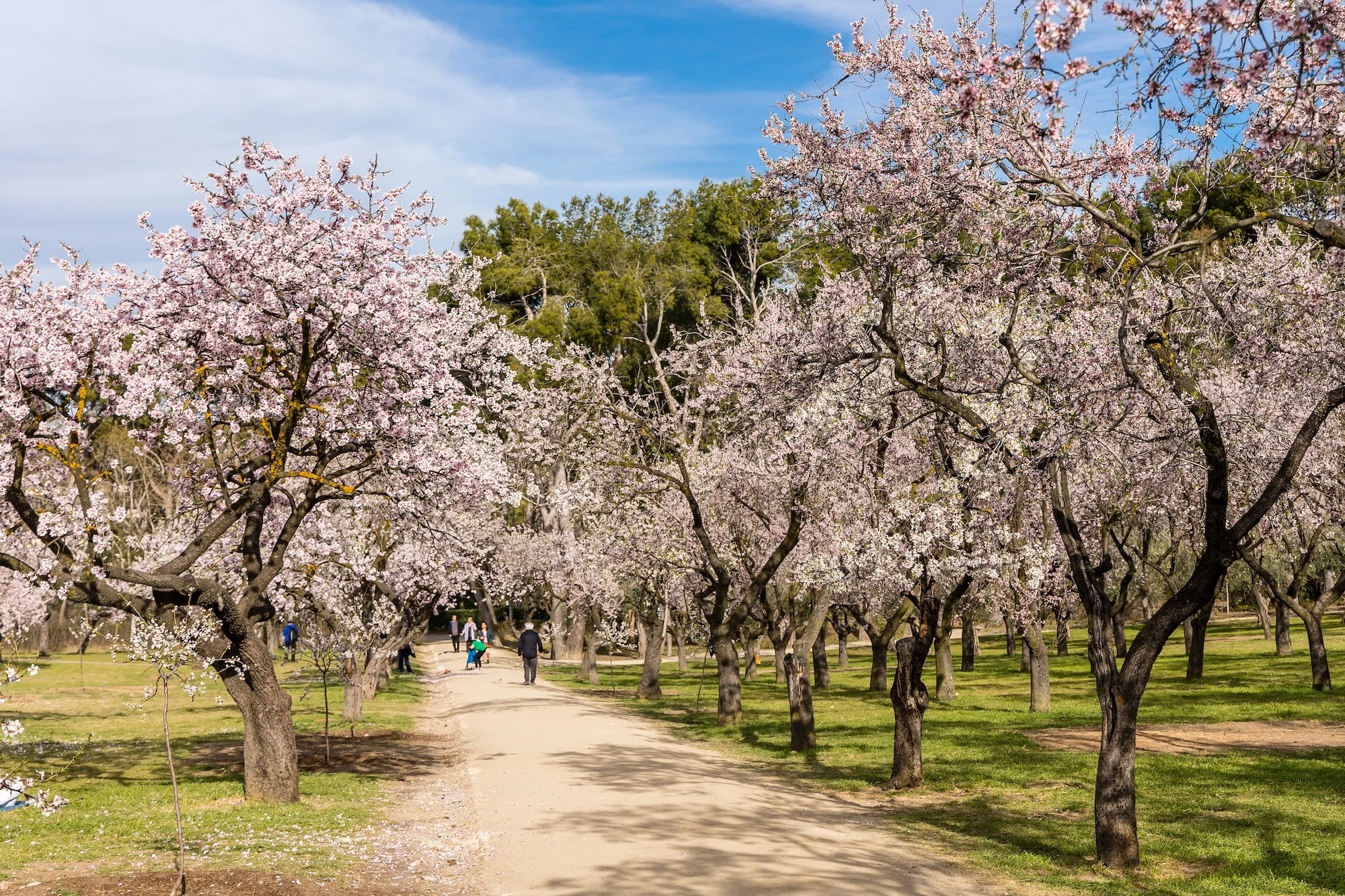 Almendros en flor en la Quinta de los Molinos 