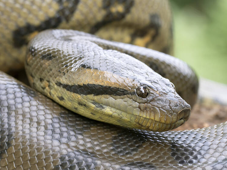 Tonight on e! There are no Anacondas in Cape Town...