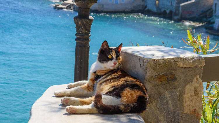 Cat on a wall on Syros island, Greence