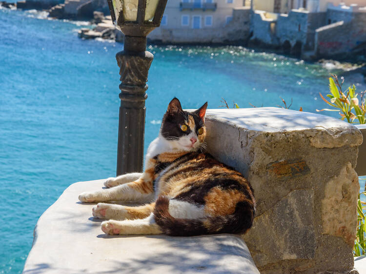 Love cats? This Greek island is seeking cat sanctuary volunteers in exchange for free housing