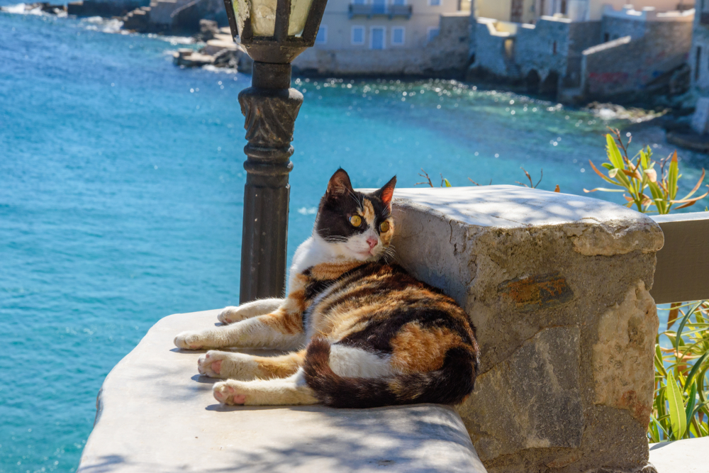 Love cats? This Greek island is seeking cat sanctuary volunteers in exchange for free housing