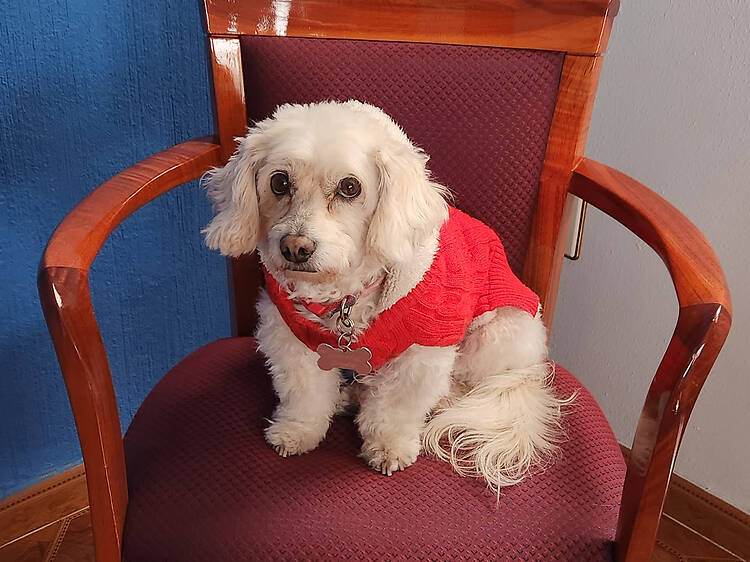 Tus libros usados pueden ayudar perritos de refugios en CDMX Tus libros usados pueden ayudar perritos de refugios en CDMX