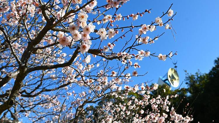 Expo ’70 Commemorative Park Plum Blossom Festival 2026
