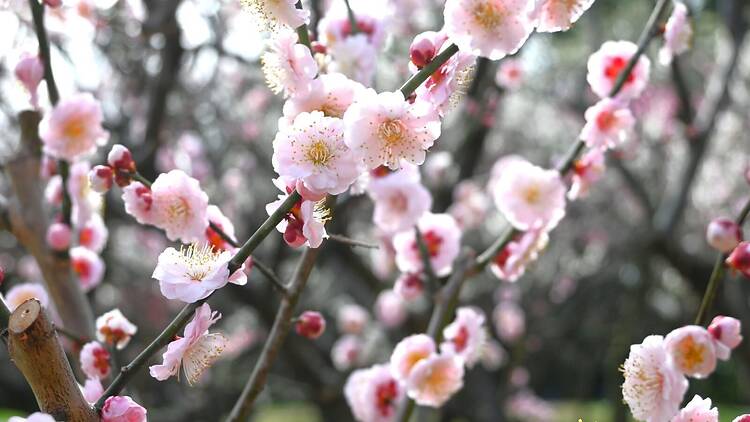 Expo ’70 Commemorative Park Plum Blossom Festival 2026