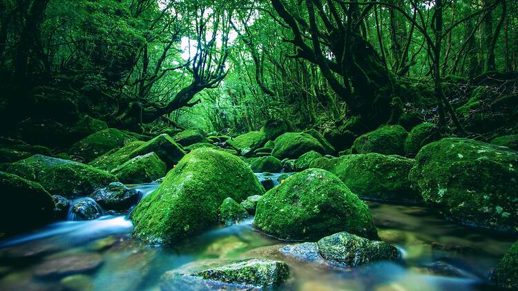 Yakushima, Japan