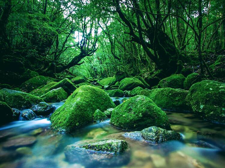 Yakushima, Japan