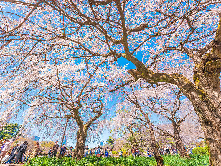 Here's the official Japan cherry blossom forecast for 2026 – updated Feb 5