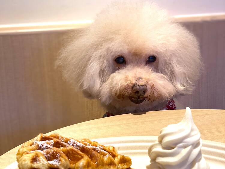 寵物友善餐廳2026｜香港首批 pet-friendly 餐廳年中登場 首階段1,000名額