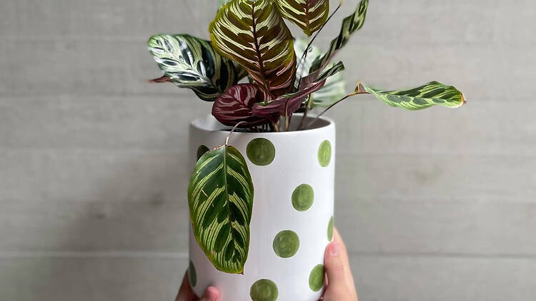 Macetas de Querencia