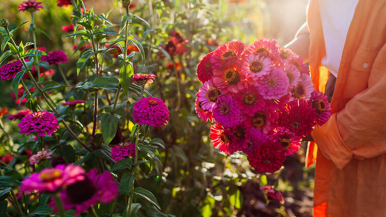 Woman gardener gathers a bouquet of vibrant pink zinnias in a sunlit summer garden Woman gardener picks bouquet of pink red zinnias in summer garden at sunset. Cut flowers harvest. Close up of floral arrangement