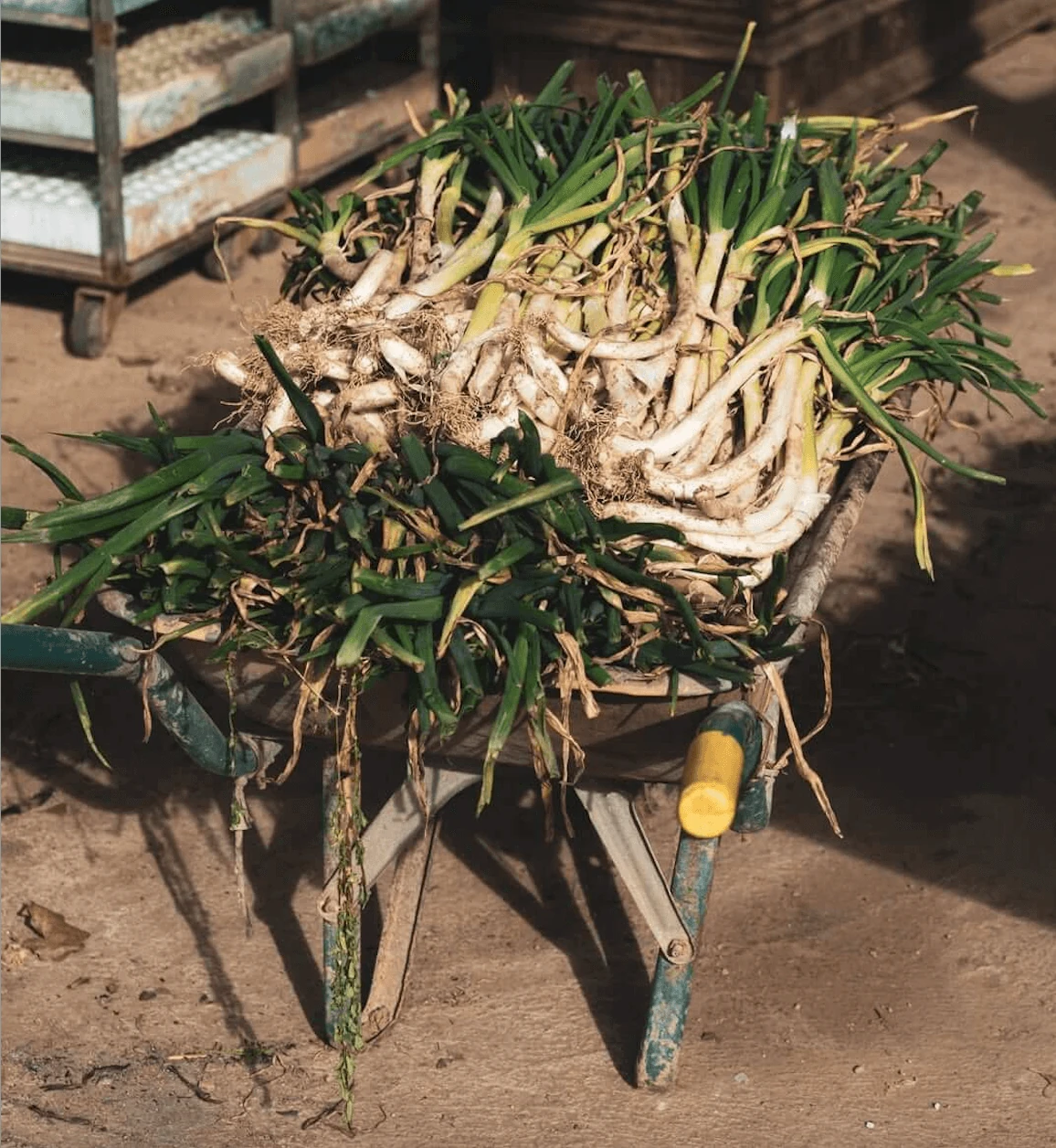 Can Casadell&agrave;