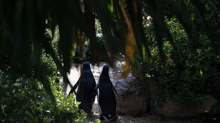 Uma noite no Jardim Zoológico Uma noite no Jardim Zoológico