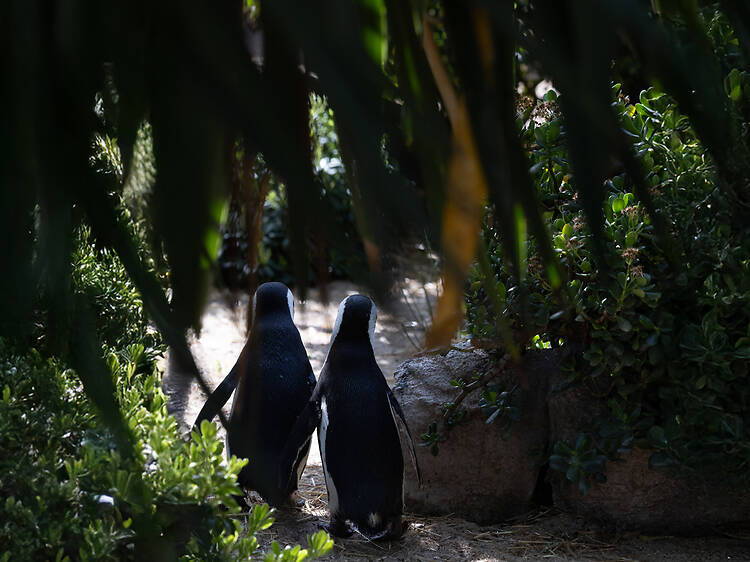 Uma noite no Jardim Zoológico Uma noite no Jardim Zoológico