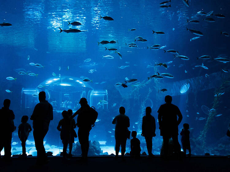 Explore marine life at Poema del Mar