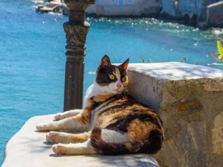 ¿Te gustan los gatos? Esta isla griega busca voluntarios para un santuario de gatos a cambio de alojamiento gratuito