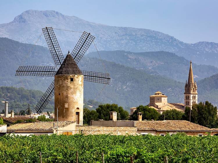 Book a wine-tasting in Binissalem