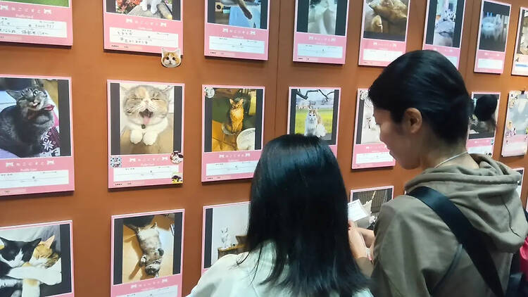 ラブリーにゃんフェスタ in 東京