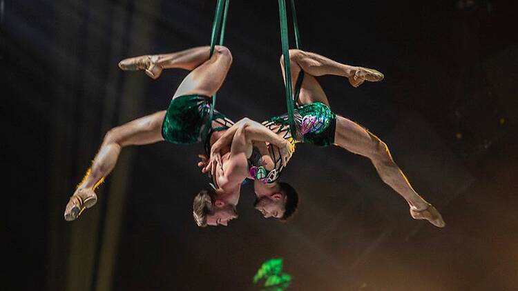 Royal Countess Zingara