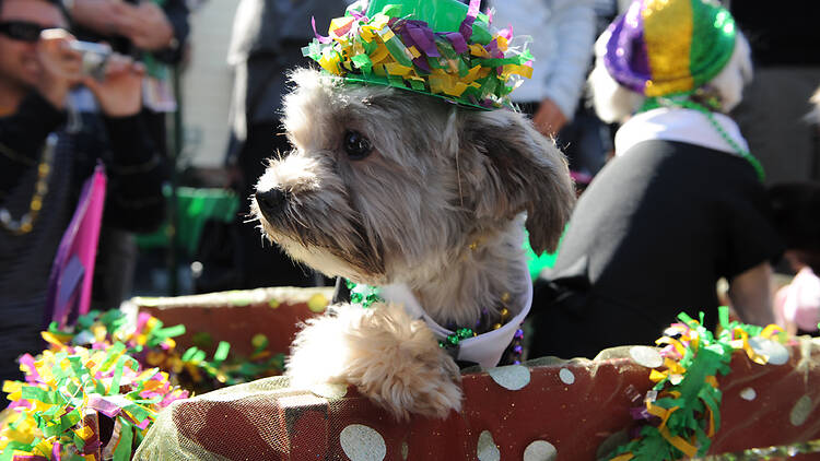 Mardi Gras at the Original Farmers Market
