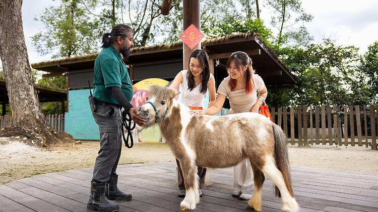 All-new experience, 'Hello from the Wild: Horse'