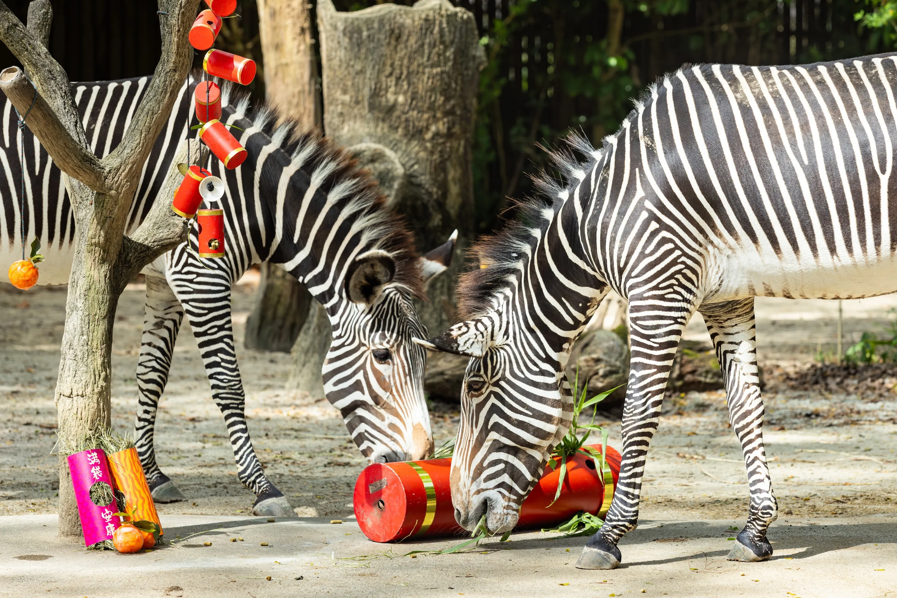 Gr&eacute;vy's zebras at Singapore Zoo