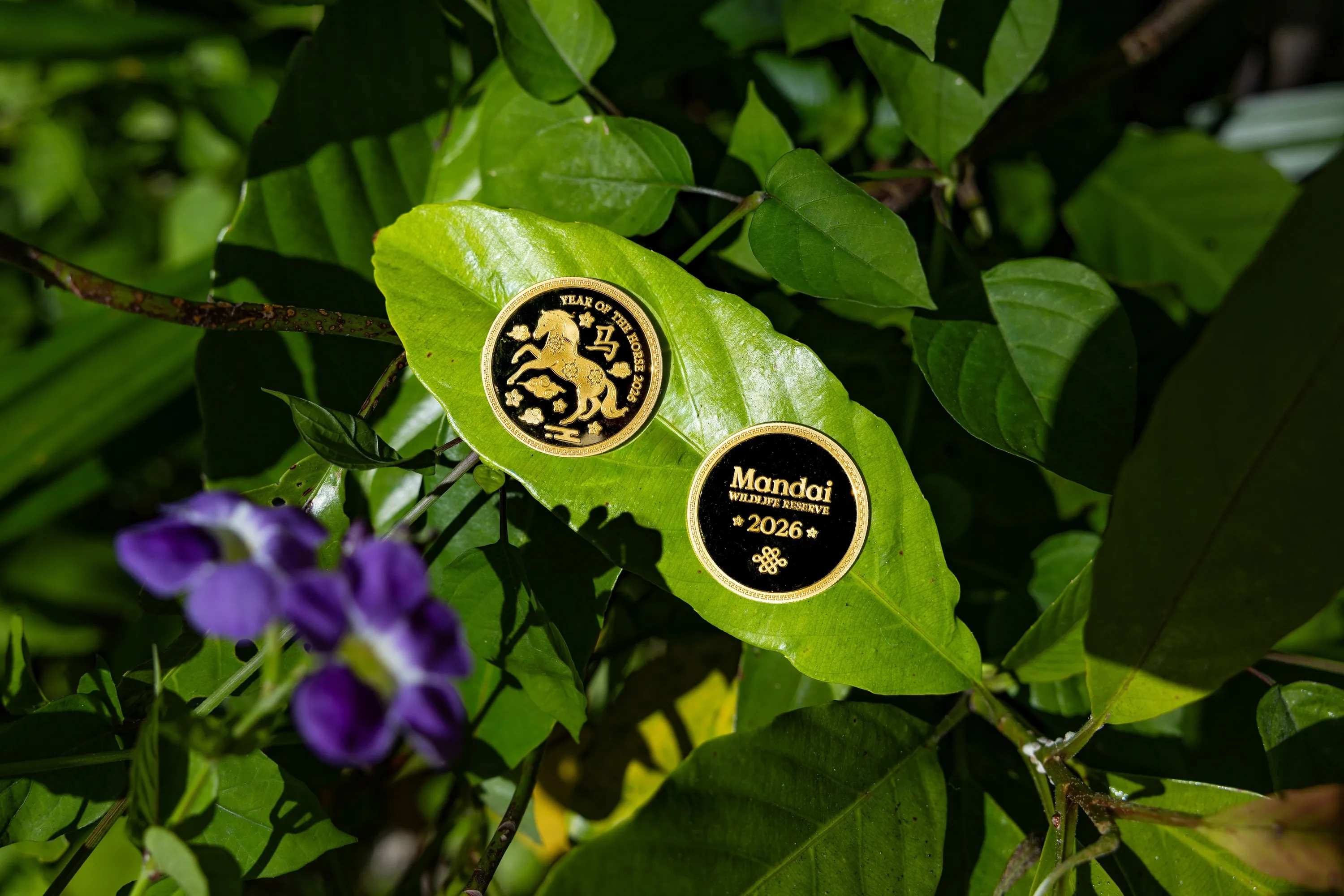 Collectible gold coin for the Year of the Horse