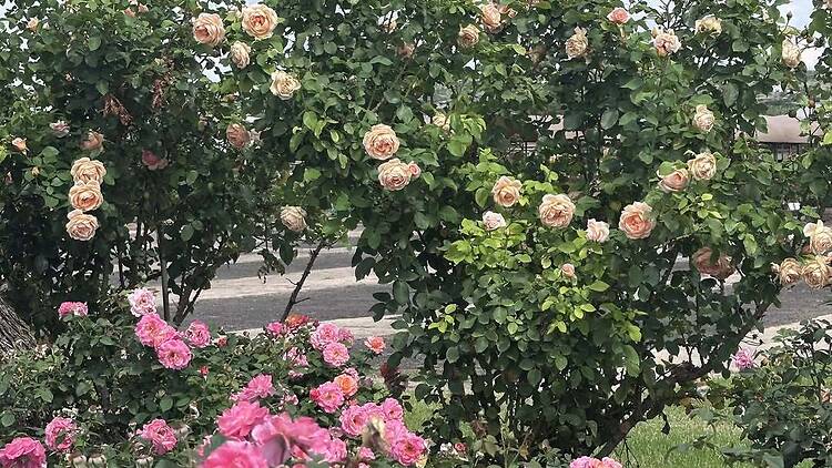 Ludwig’s Star Roses