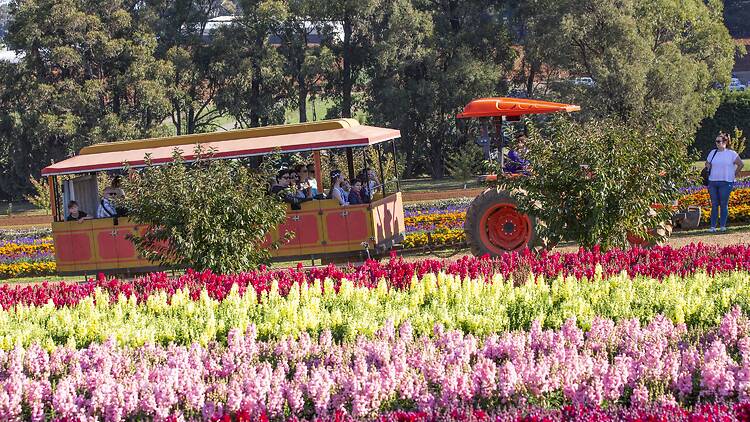 A carriage with people enjoying the flowers