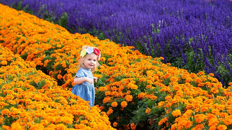 a little girl in a field full of flowers