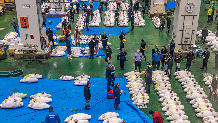 The alternative: Toyosu Market