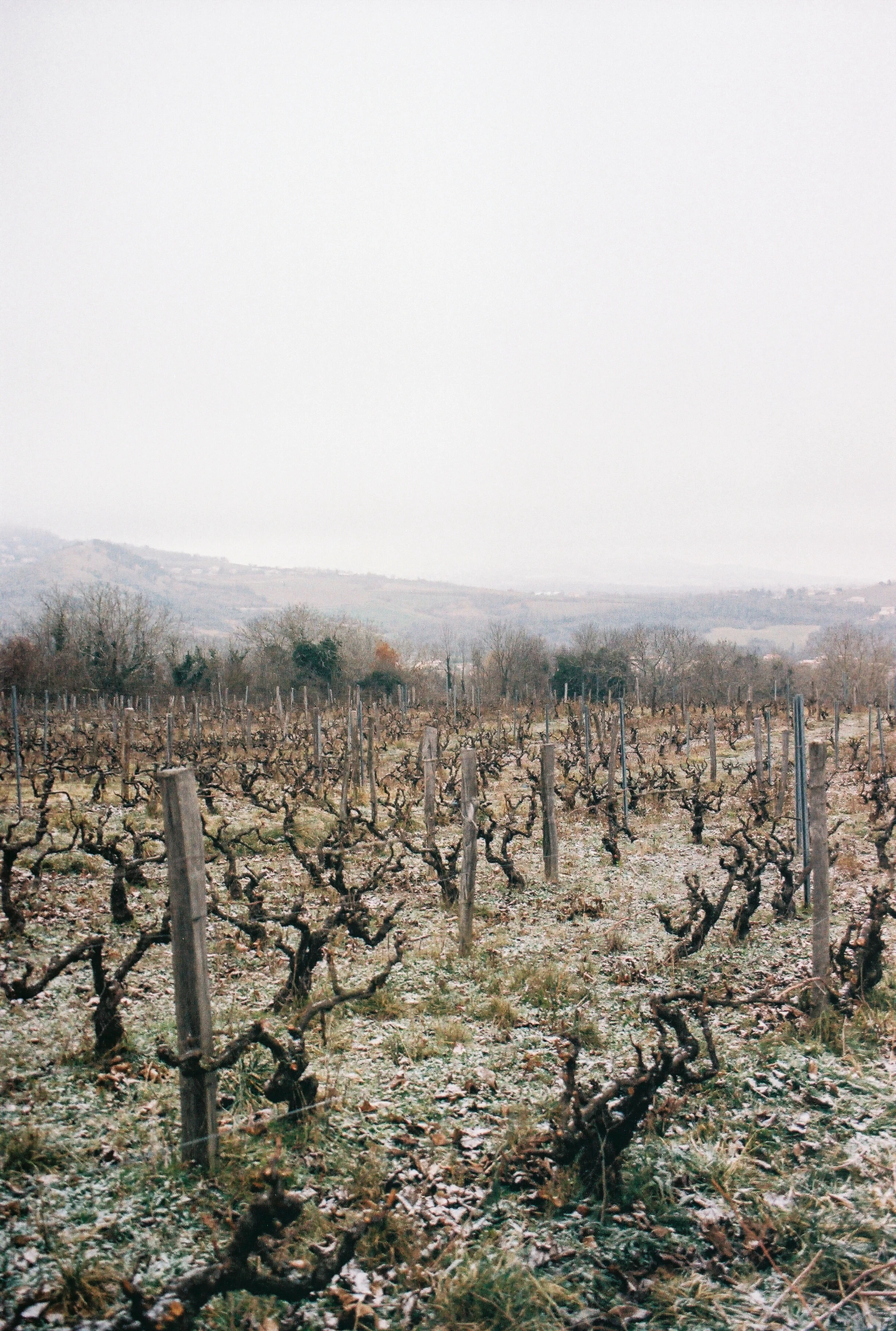 Les coulisses de la fabrication du premier vin Time Out Paris en Auvergne