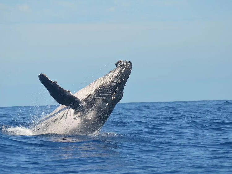 É uma estreia: Lisboa tem agora um Festival de Cinema Subaquático É uma estreia: Lisboa tem agora um Festival de Cinema Subaquático