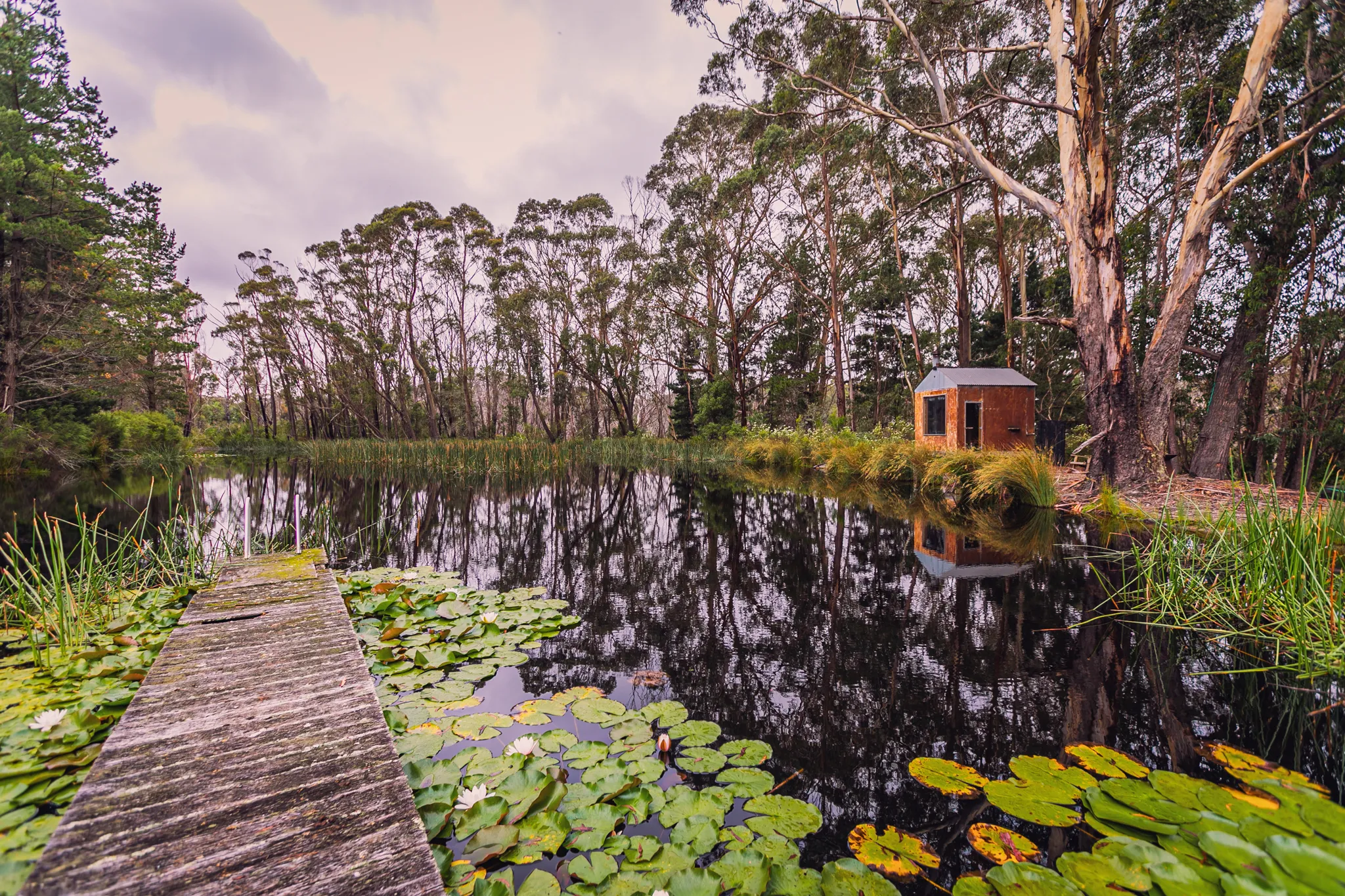 Lake with lily pads