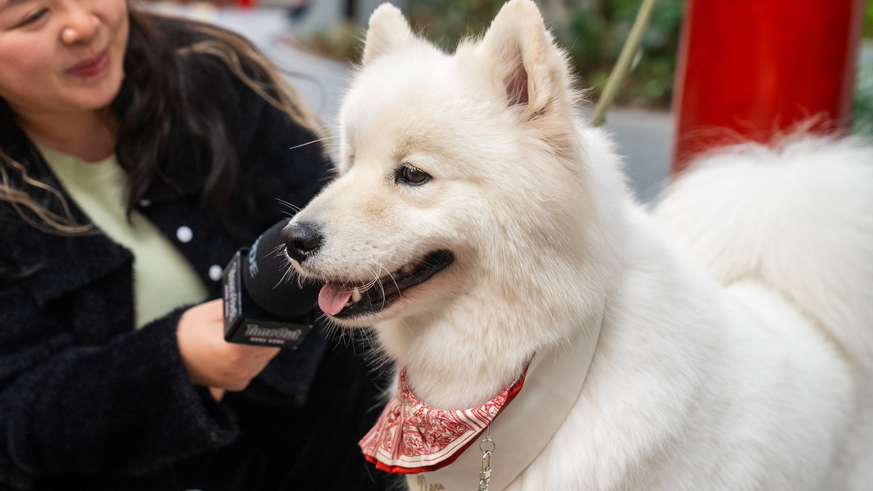 Here’s what Hong Kong’s dog owners think about the city’s pet-friendly restaurant permits