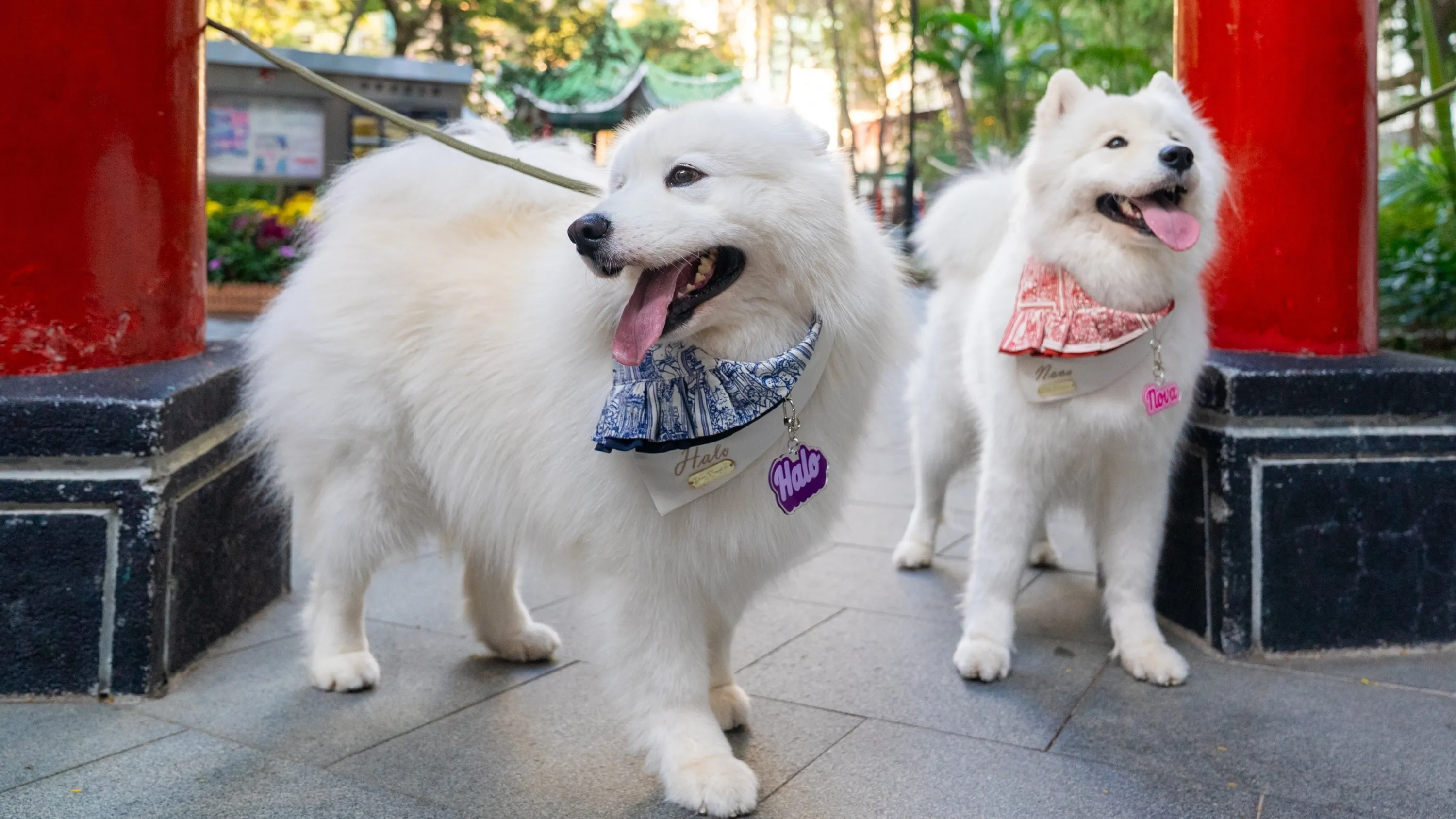 Hong Kong pet friendly restaurant permits dogs
