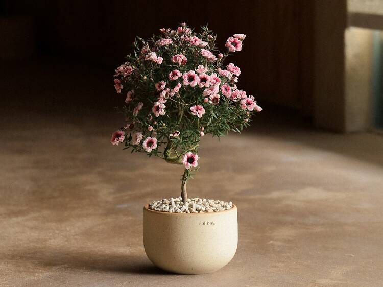 Aesthetic plants from Soilboy Aesthetic plants from Soilboy