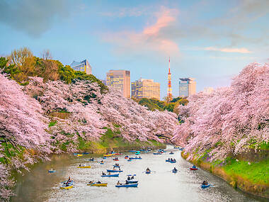 726,200 Singaporeans travelled to Japan in 2025 – these are the top 5 regions visited 726,200 Singaporeans travelled to Japan in 2025 – these are the top 5 regions visited