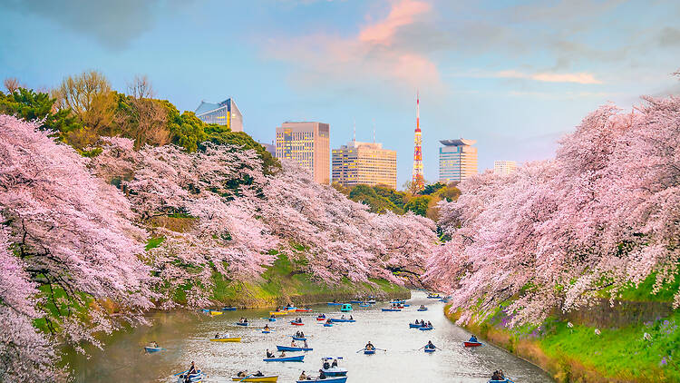 Chidorigafuchi park in Tokyo during sakura season in Japan